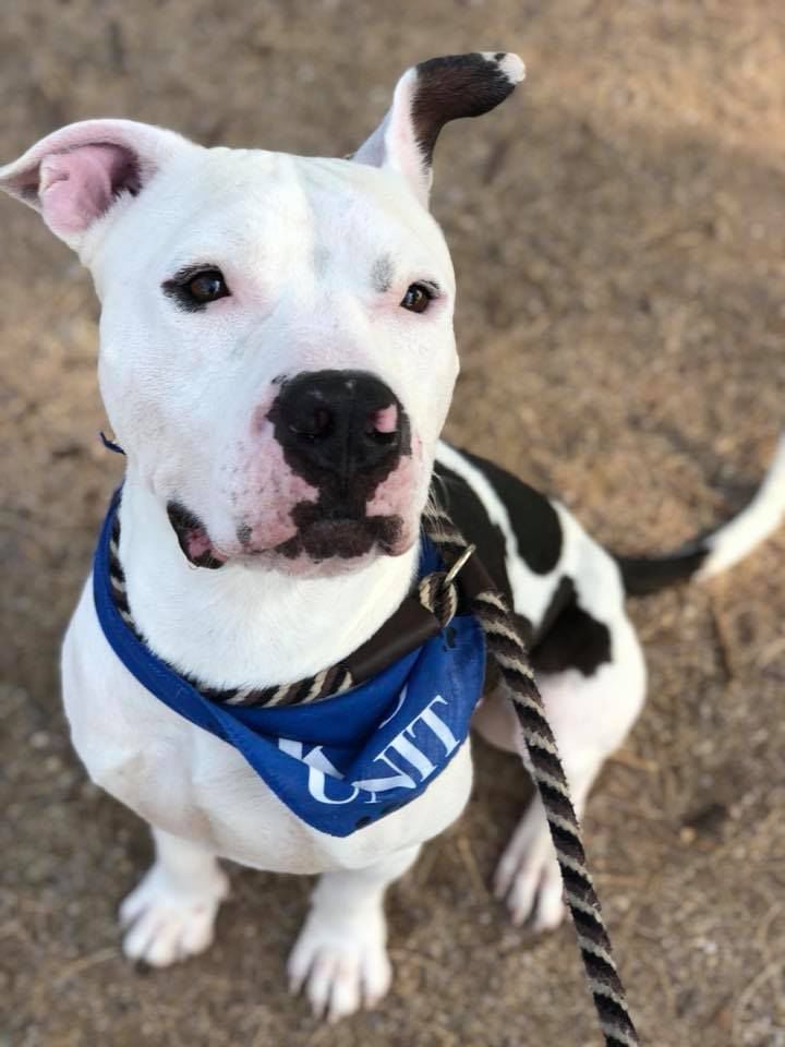 Adopt a friend: Eli